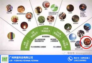 加馬飲料 市場反應(yīng)與技術(shù)開發(fā)的雙重考量